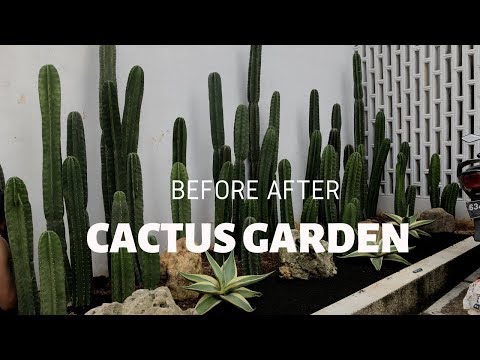 Video: Jenis Kaktus Untuk Taman - Menggunakan Cactus Landscaping