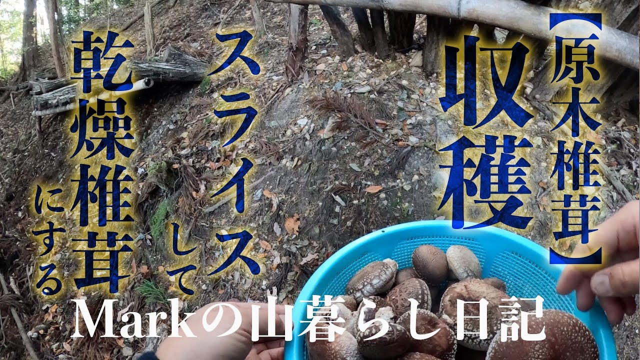 【原木しいたけ】を収穫して、スライスして干し椎茸を作る。Markの山暮らし日記