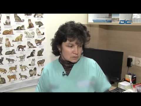 Видео: Какво струва ветеринарното лекарство? Разходите за ремонт на кръстосани връзки (част 2)