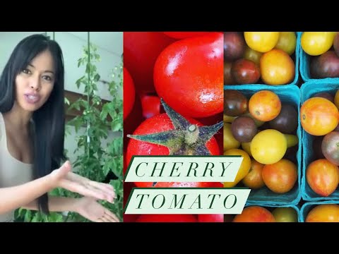 Cherry Tomato: Complete Guide and care tips by Shery Tomatita