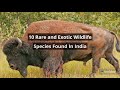 10 Rare Animals in India