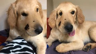 Golden Retriever Protects Owner From Rattlesnake in Arizona