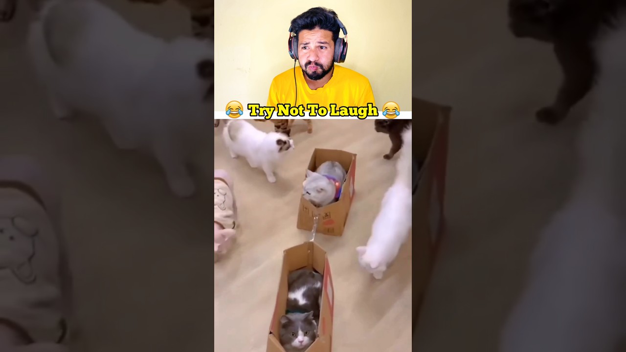 Bullet Train 😂🤣 #shorts #funny #memes #viral #trending #cat #catmemes