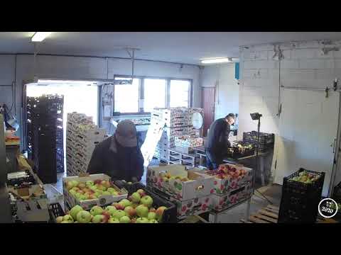 High speed sorting of apples - 2020