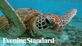 64 000 green sea turtles captured on video in Great Barrier Reef