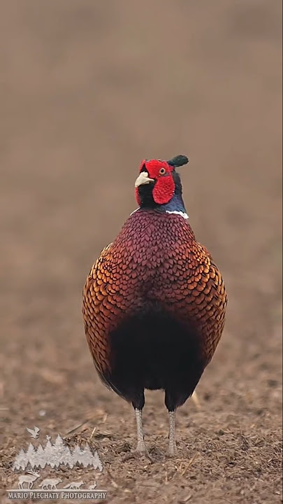 Burun Tercantik #MasteranBurung #SuaraBurung #PikatBurung #KicauBurung #BurungGacor