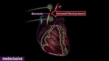 Baroreceptor & Chemoreceptor reflex Regulation of Blood Pressure