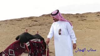 #فريق_الهجانه_السعودي _ طريقة شد الشداد ومسميات (الدل)(اللباس) على المطية ١٤٤١/٣/١٣