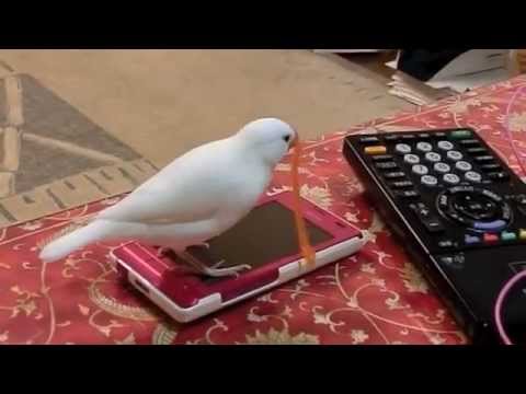 Java sparrow 文鳥ズとセキセイインコの毛糸遊び♪