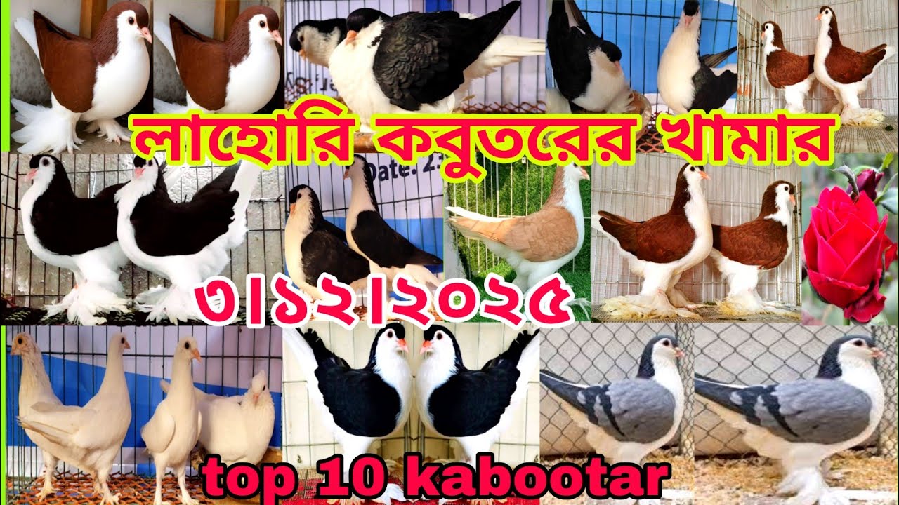 লাহোরি কবুতরের খামার। ডিম বাচ্চা সহ কবুতর কিনুন ।। Lahori kabootar || সবচেয়ে কম দামে কবুতর কিনুন