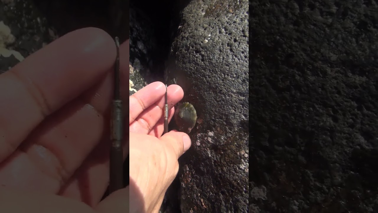 rock oysters in nature 