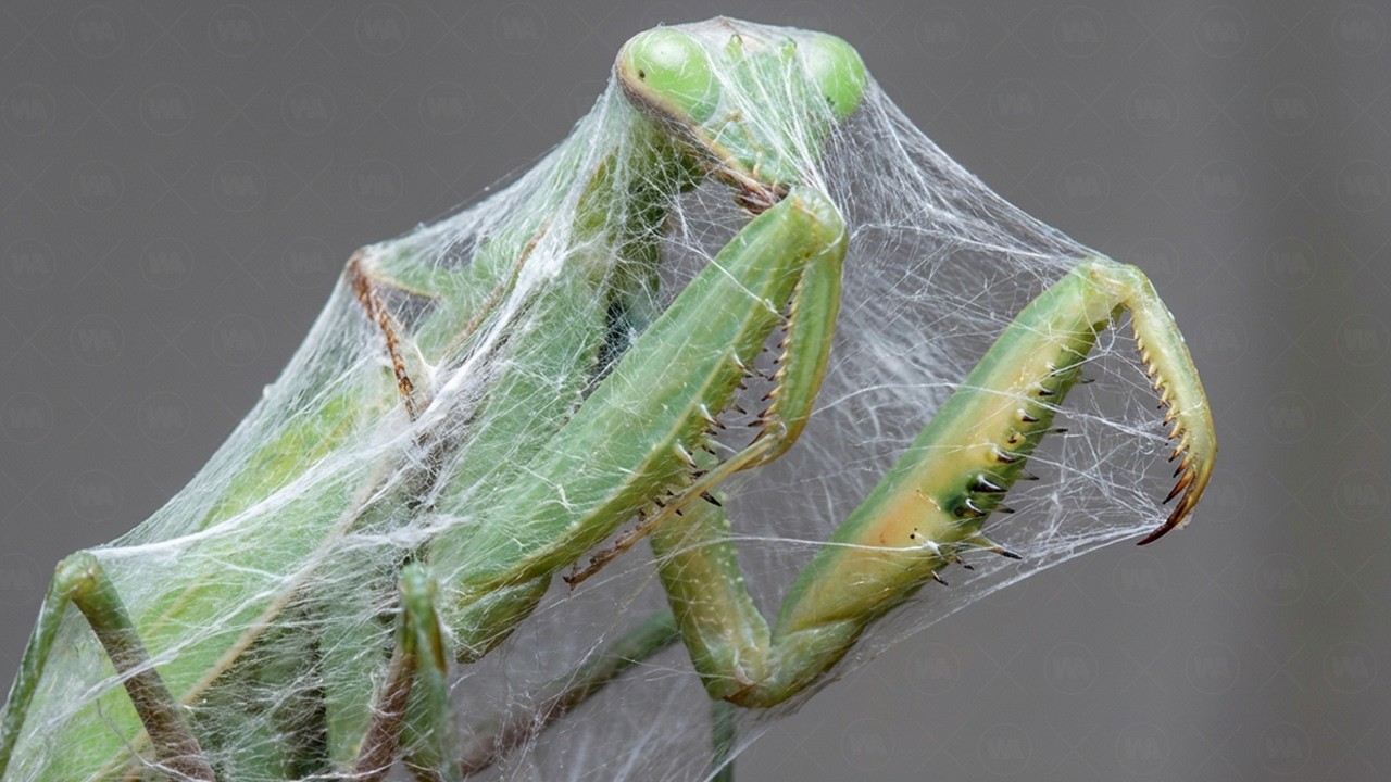 How Mantis Entertains Itself in the Wild