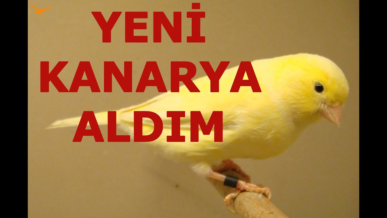 Erkek Malinua Kanarya Aldım