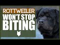 How To Stop Your ROTTWEILER BITING