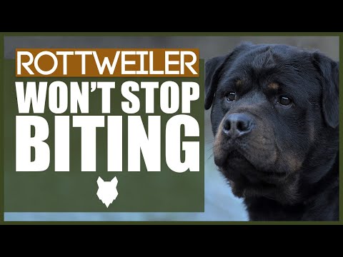 Video: Hvordan bryder jeg vanen, hvis min Rottweiler forsøger at skræmme mennesker, men bider ikke?