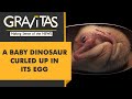 Gravitas: Perfectly preserved baby dinosaur discovered
