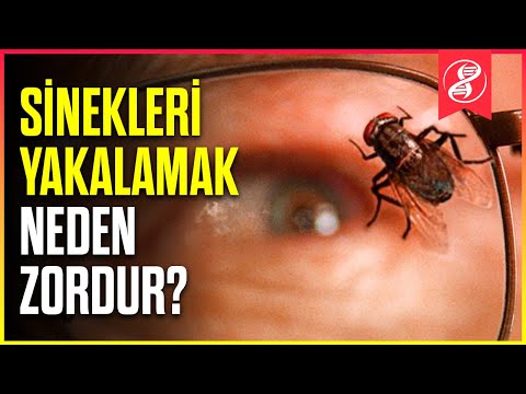 Video: Karahindibaları öldürmek ne kadar sürer?