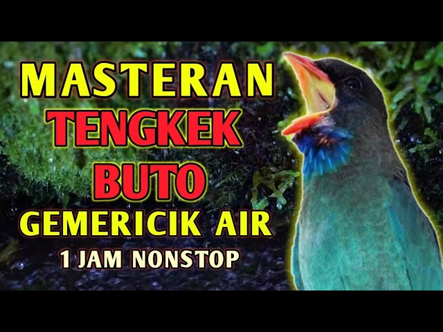Masteran Suara Burung Tengkek Buto Gacor Durasi Panjang Dengan Gemericik Air class=