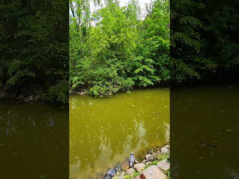 Prośba pewnej wdowy