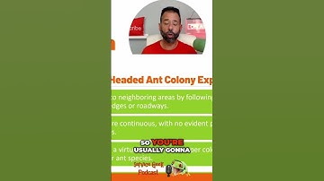 Ant Supercolony: Nature