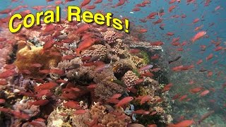 Coral Reef Biology | JONATHAN BIRD'S BLUE WORLD screenshot 5