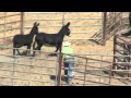 BURROS - A DAY IN TWIN PEAKS, CA, WILD BURRO ROUNDUP