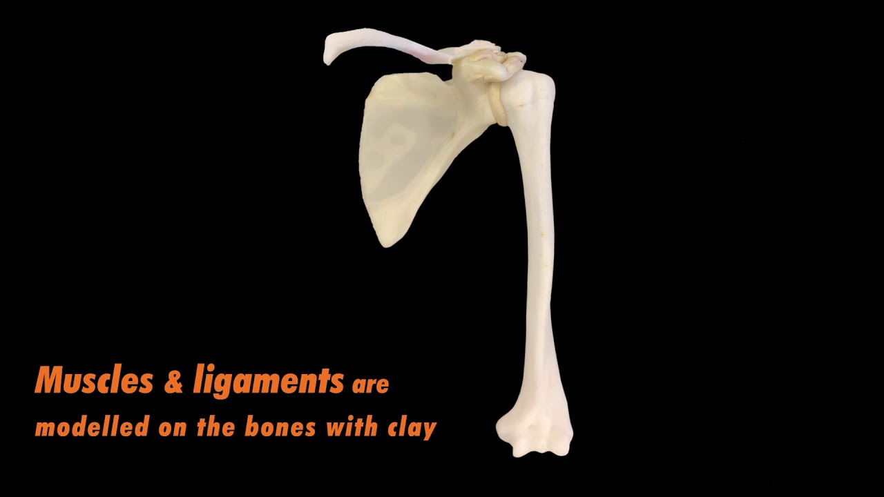 3D Printed Bones Educational Applications YouTube