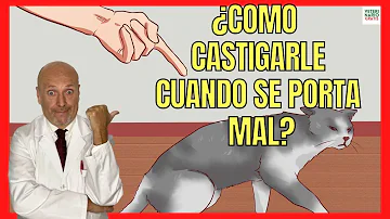 ¿Cómo se corrige a un gato?