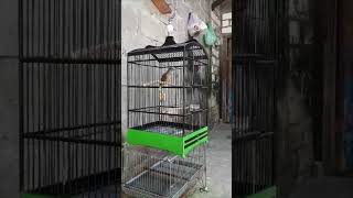 Download Lagu Masteran burung Kapas tembak.Kapas tembak Gacor.#kapastembak #kapastembakgacor MP3