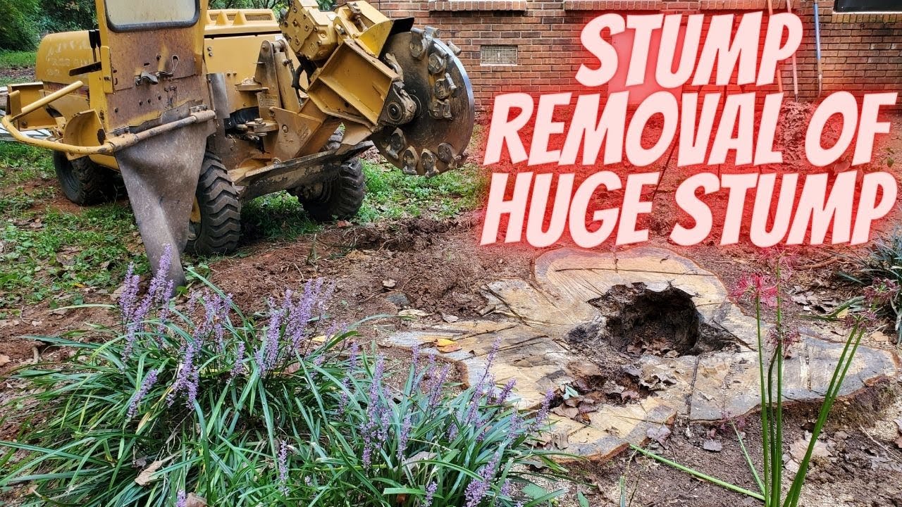 Stump Removal of a Huge White Oak