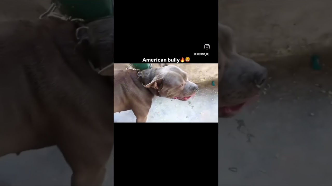 amarican bully Stud service available in greater noida