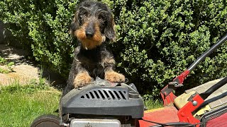 Cute dachshund keeps his garden tidy 😀😀😀 #TeddyTheDachshund by Teddy the Dachshund 2,474 views 3 weeks ago 1 minute, 57 seconds