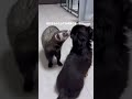 風呂キャンセル界隈フェレット。犬との共同生活始めました🐾🏠 #フェレット #マーシャルフェレット #ferret