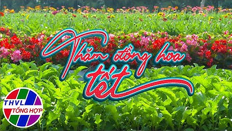 Nhịp sống đồng bằng: Thăm đồng hoa Tết