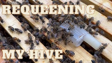 Beekeeping: Introducing a New Queen to a Queenless Bee Hive