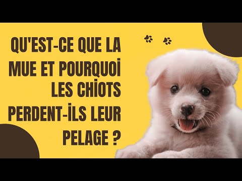 Vidéo: Les chiots golden retriever perdent-ils ?