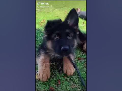 Немецкая авчарка 👿 топ😎😎 - YouTube