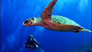 Most beautiful scuba diving in the world | Amazing scuba diving