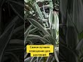 Самое лучшее освещение для растений
