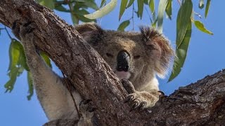 Koalas: Bear-Like, Sloth Impersonating Marsupials of Australia