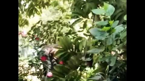 Swarm Bee catching Gone wrong!!! No managed perfectly with bare hands