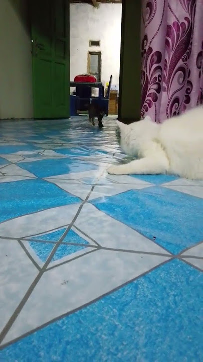 Download lagu sekian abad akrab jga mochi sama mocha#cat #cute #trending#shorts