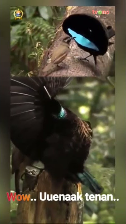 BURUNG KEREN, JOGET ALA REOG PONOROGO
