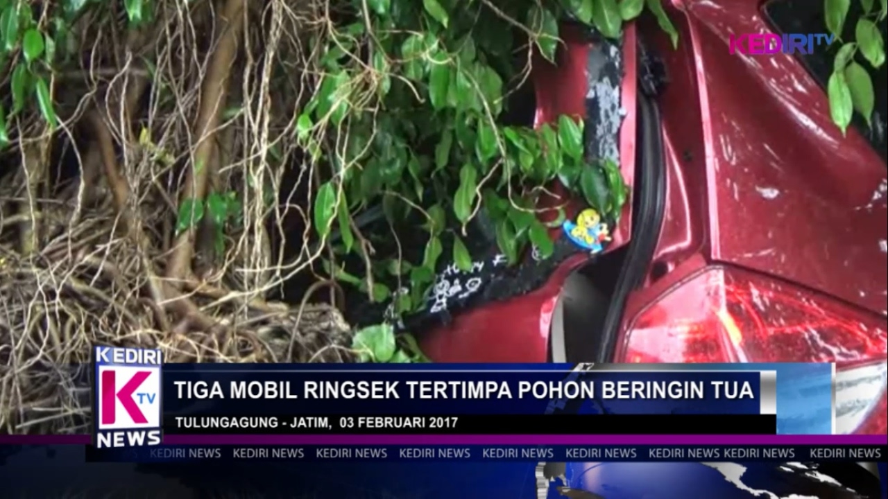 Tiga Mobil Ringsek Tertimpa Pohon Beringin Tua Kediri Tv Tiga Mobil Ringsek Tertimpa Pohon Beringin Tua Kediri Tv