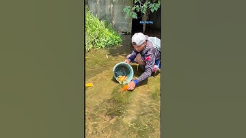 Cá Lớn - bắt Cá Rô Cam mắc kẹt dưới rêu 😱 #khacthuyvlogg