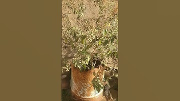 إقرأ ااخر آيتين من سورة البقره #بدر_المشاري