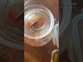 My pet Chinese Pickling jar Chinese pickling jars Chinese pickles pickle brine pickling jars