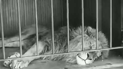 Bạn CÒN NHỚ gì về PHIM CÂM tập HAY NHẤT// PHIM HÀI SACLO - Charlie Chaplin