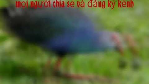 Tiếng trích chuẩn k tạp âm.  Cho Ae tham khảo