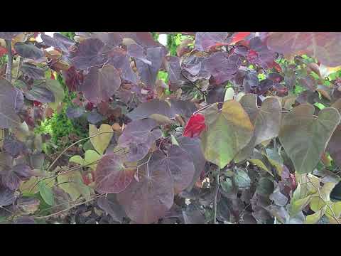 فيديو: Weeping Redbud Info - كيفية زراعة شجرة اللافندر تويست ريدبد